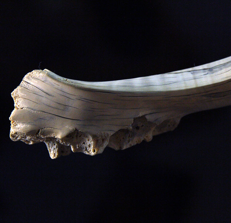 toad on lotusleaf, Kröte, Cornel, Schneider, Boxwood, Buchsbaum, Acrylglas, Ivory, jpeg, jpg, scuplture, Schnitzerei, Carving, okimono