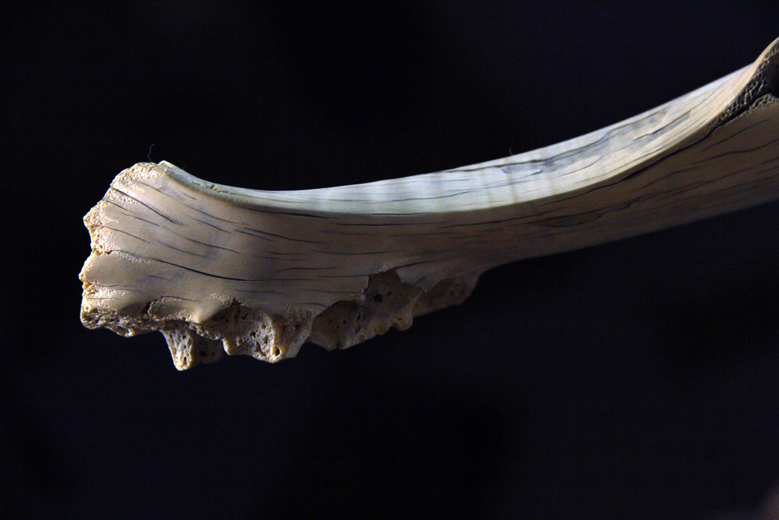 toad on lotusleaf, Kröte, Cornel, Schneider, Boxwood, Buchsbaum, Acrylglas, Ivory, jpeg, jpg, scuplture, Schnitzerei, Carving, okimono