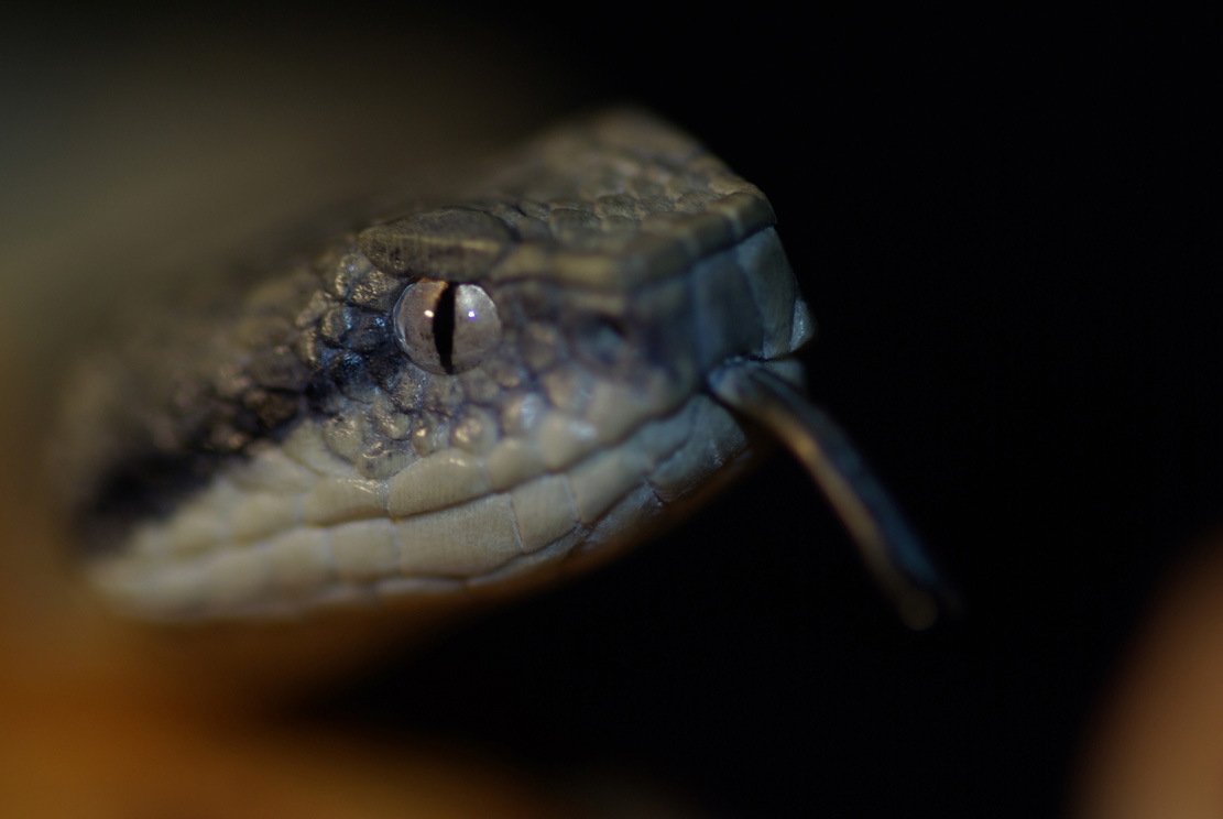 MEETING, Toad, Aspisviper, Kröte, Cornel, Schneider, Boxwood, Buchsbaum, Acrylglass, jpeg, jpg, scuplture, Schnitzerei, Carving,okimono