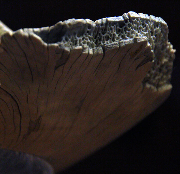 toad on lotusleaf, Kröte, Cornel, Schneider, Boxwood, Buchsbaum, Acrylglas, Ivory, jpeg, jpg, scuplture, Schnitzerei, Carving, okimono