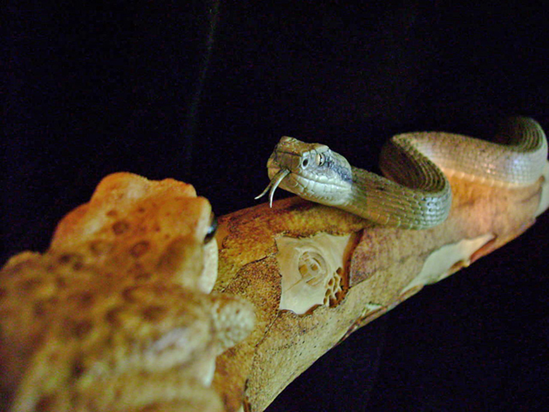 MEETING, Toad, Aspisviper, Kröte, Cornel, Schneider, Boxwood, Buchsbaum, Acrylglass, jpeg, jpg, scuplture, Schnitzerei, Carving, okimono