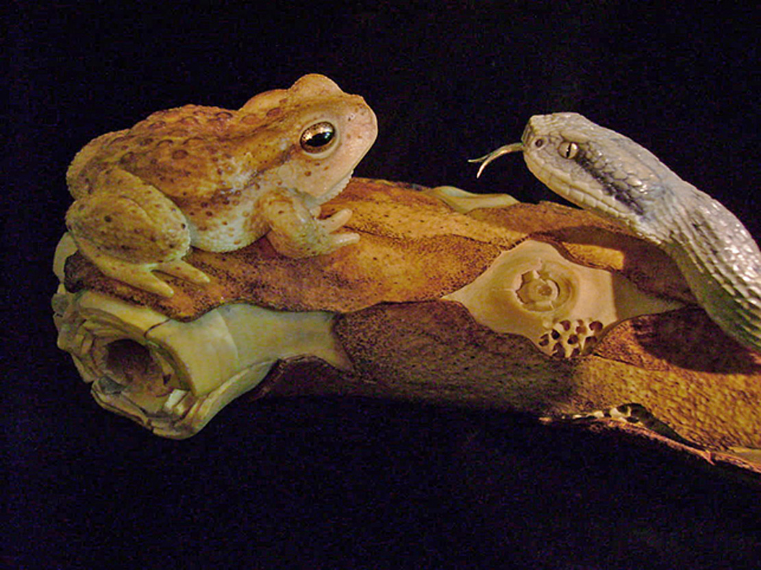 MEETING, Toad, Aspisviper, Kröte, Cornel, Schneider, Boxwood, Buchsbaum, Acrylglass, jpeg, jpg, scuplture, Schnitzerei, Carving, okimono