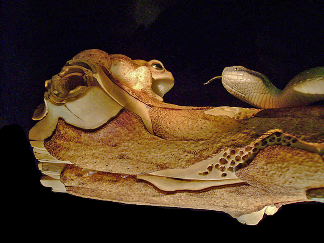 MEETING, Toad, Aspisviper, Kröte, Cornel, Schneider, Boxwood, Buchsbaum, Acrylglass, jpeg, jpg, scuplture, Schnitzerei, Carving, okimono