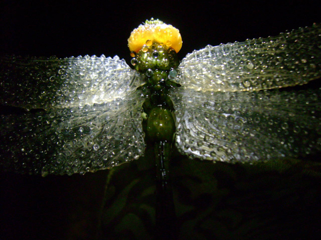 Dragonfly, libelle, Cornel, Schneider, Mammoth ivory, Mammut Elfenbein, Buffalo horn, jpeg, jpg, scuplture, Schnitzerei, Carving, objet d'art