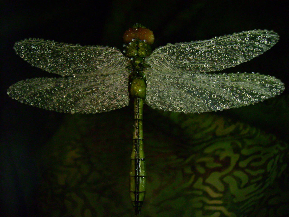 Dragonfly, libelle, Cornel, Schneider, Mammoth ivory, Mammut Elfenbein, Buffalo horn, jpeg, jpg, scuplture, Schnitzerei, Carving, objet d'art