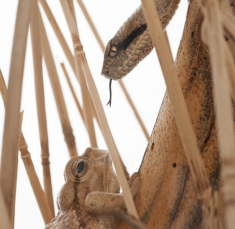 Snake, Schlange, Toad, Kröte, Cornel, Schneider, Boxwood, Buchsbaum, jpeg, jpg, scuplture, Schnitzerei, Carving, okimono