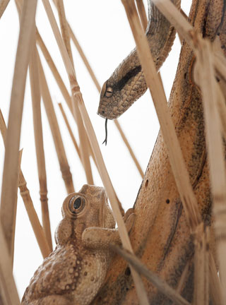 Snake, Schlange, Toad, Kröte, Cornel, Schneider, Boxwood, Buchsbaum, jpeg, jpg, scuplture, Schnitzerei, Carving, okimono