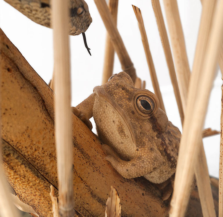 Snake, Schlange, Toad, Kröte, Cornel, Schneider, Boxwood, Buchsbaum, jpeg, jpg, scuplture, Schnitzerei, Carving, okimono