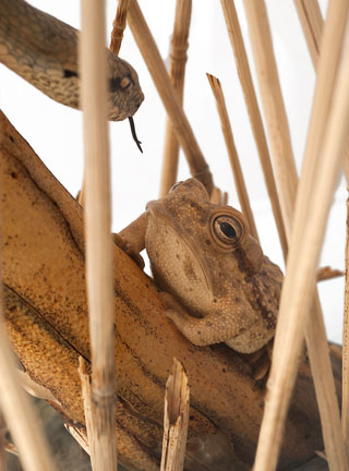Snake, Schlange, Toad, Kröte, Cornel, Schneider, Boxwood, Buchsbaum, jpeg, jpg, scuplture, Schnitzerei, Carving, okimono