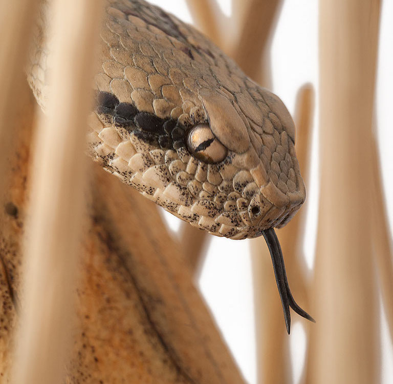 Snake, Schlange, Toad, Kröte, Cornel, Schneider, Boxwood, Buchsbaum, jpeg, jpg, scuplture, Schnitzerei, Carving, okimono