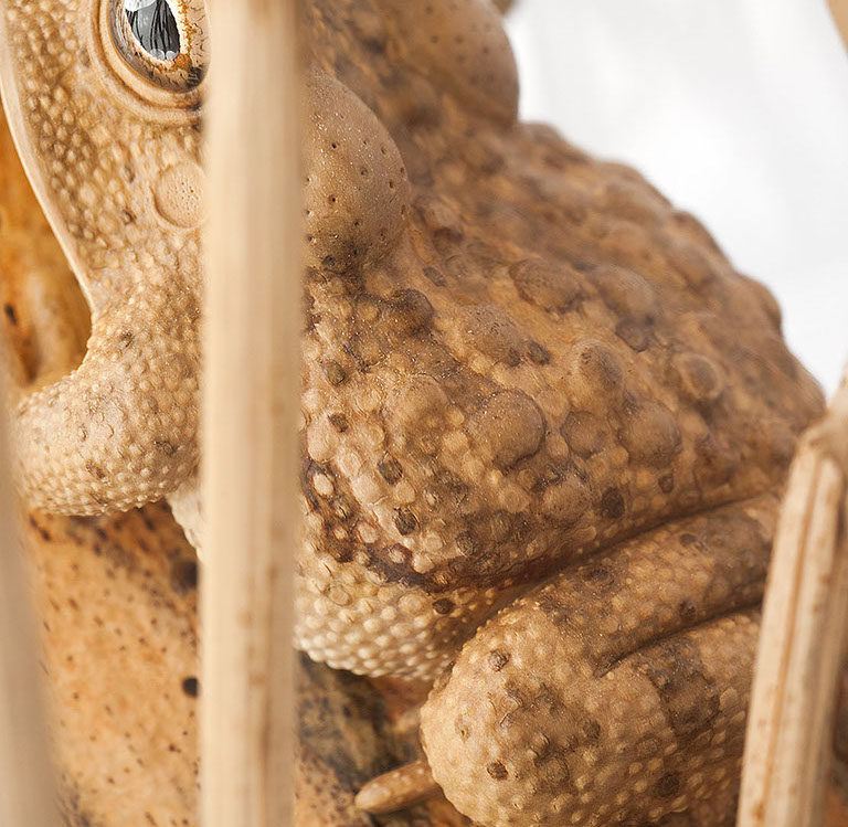 Snake, Schlange, Toad, Kröte, Cornel, Schneider, Boxwood, Buchsbaum, jpeg, jpg, scuplture, Schnitzerei, Carving, okimono