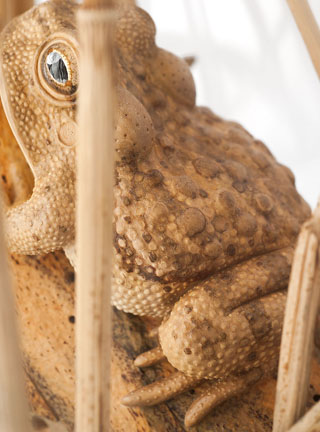 Snake, Schlange, Toad, Kröte, Cornel, Schneider, Boxwood, Buchsbaum, jpeg, jpg, scuplture, Schnitzerei, Carving, okimono