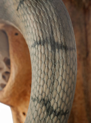 Snake, Schlange, Toad, Kröte, Cornel, Schneider, Boxwood, Buchsbaum, jpeg, jpg, scuplture, Schnitzerei, Carving, okimono