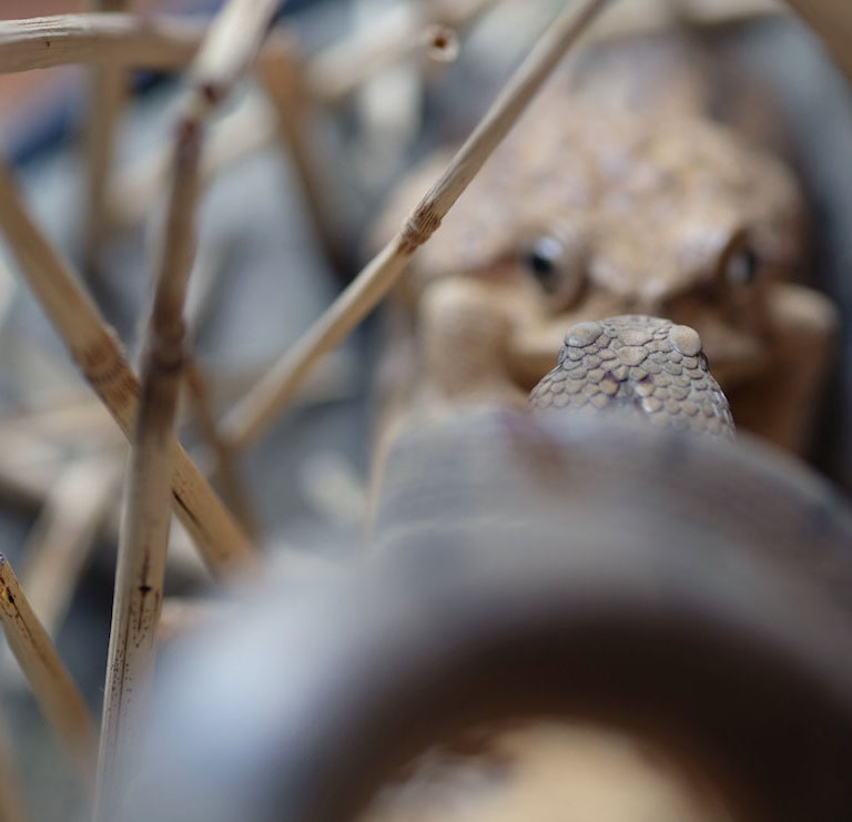 Snake, Schlange, Toad, Kröte, Cornel, Schneider, Boxwood, Buchsbaum, jpeg, jpg, scuplture, Schnitzerei, Carving, okimono