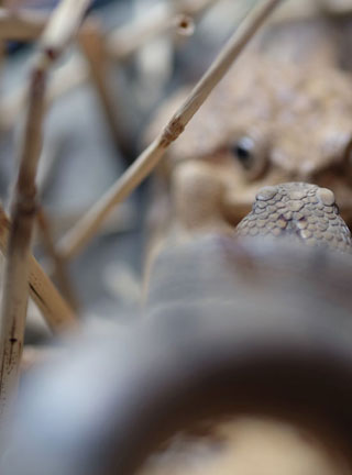 Snake, Schlange, Toad, Kröte, Cornel, Schneider, Boxwood, Buchsbaum, jpeg, jpg, scuplture, Schnitzerei, Carving, okimono