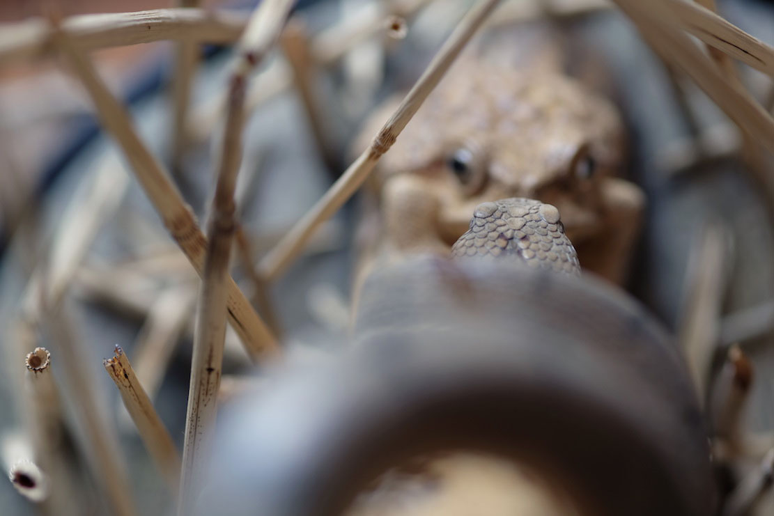 Snake, Schlange, Toad, Kröte, Cornel, Schneider, Boxwood, Buchsbaum, jpeg, jpg, scuplture, Schnitzerei, Carving, okimono