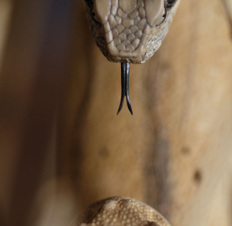 Snake, Schlange, Toad, Kröte, Cornel, Schneider, Boxwood, Buchsbaum, jpeg, jpg, scuplture, Schnitzerei, Carving, okimono