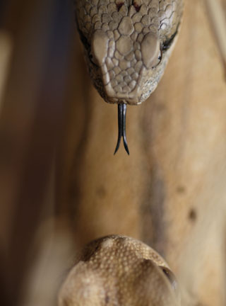 Snake, Schlange, Toad, Kröte, Cornel, Schneider, Boxwood, Buchsbaum, jpeg, jpg, scuplture, Schnitzerei, Carving, okimono