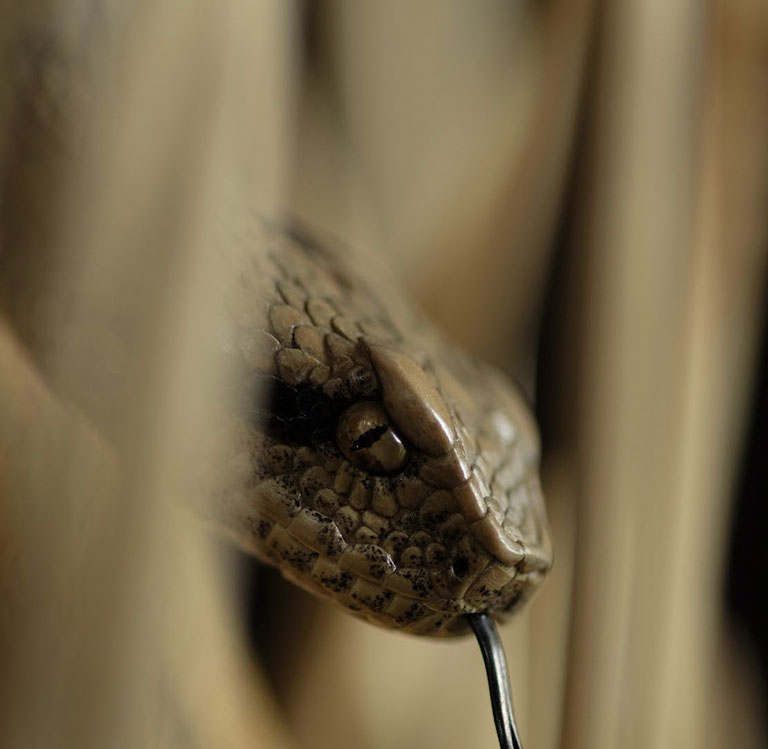 Snake, Schlange, Toad, Kröte, Cornel, Schneider, Boxwood, Buchsbaum, jpeg, jpg, scuplture, Schnitzerei, Carving, okimono