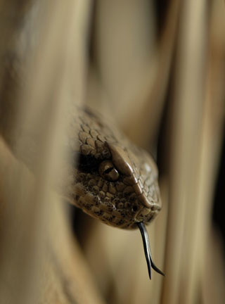 Snake, Schlange, Toad, Kröte, Cornel, Schneider, Boxwood, Buchsbaum, jpeg, jpg, scuplture, Schnitzerei, Carving, okimono