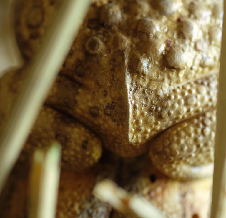 Snake, Schlange, Toad, Kröte, Cornel, Schneider, Boxwood, Buchsbaum, jpeg, jpg, scuplture, Schnitzerei, Carving, okimono