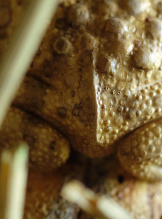 Snake, Schlange, Toad, Kröte, Cornel, Schneider, Boxwood, Buchsbaum, jpeg, jpg, scuplture, Schnitzerei, Carving, okimono