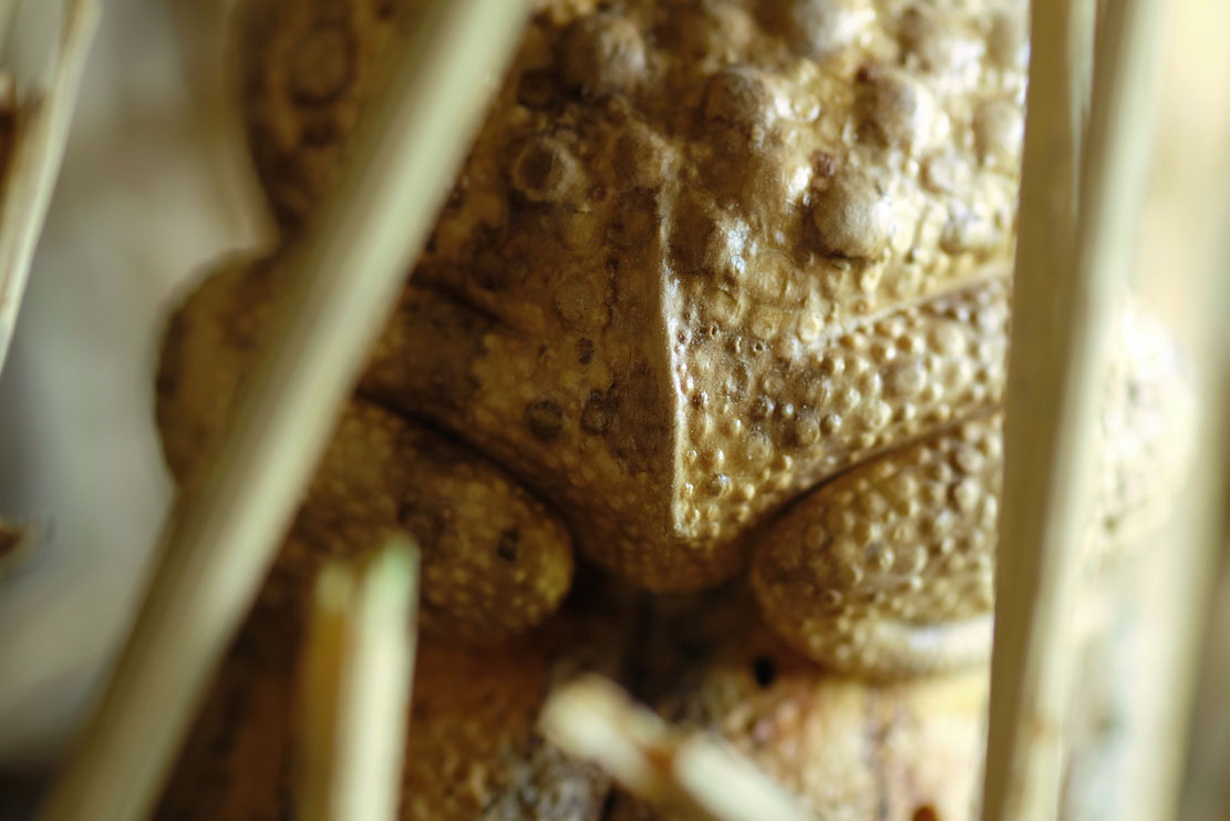 Snake, Schlange, Toad, Kröte, Cornel, Schneider, Boxwood, Buchsbaum, jpeg, jpg, scuplture, Schnitzerei, Carving, okimono