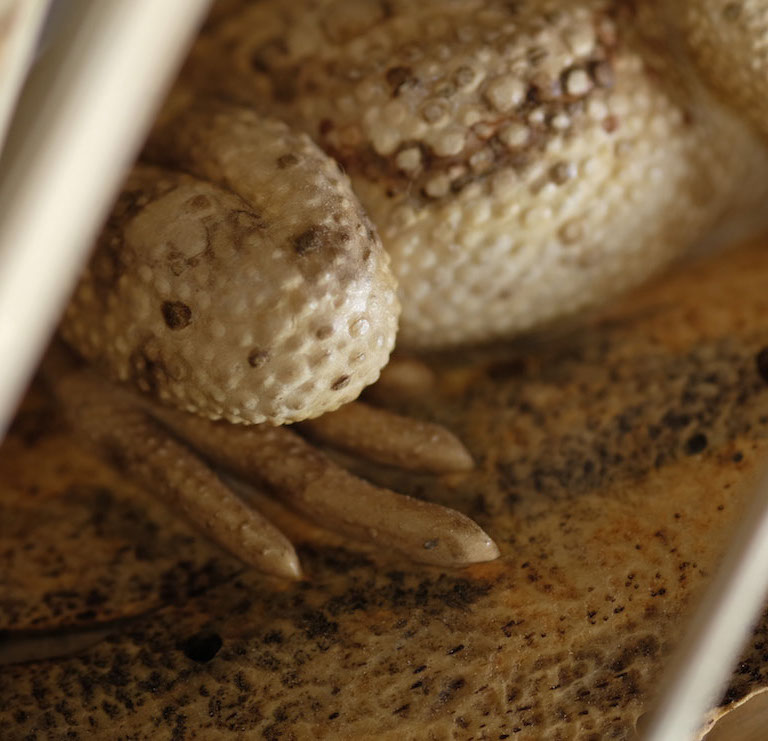 Snake, Schlange, Toad, Kröte, Cornel, Schneider, Boxwood, Buchsbaum, jpeg, jpg, scuplture, Schnitzerei, Carving, okimono