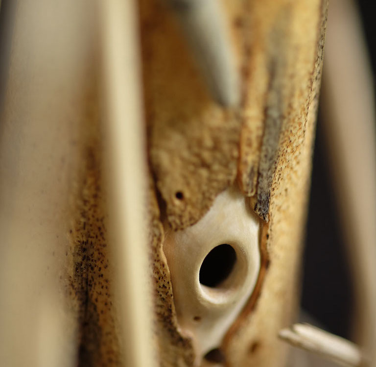 Snake, Schlange, Toad, Kröte, Cornel, Schneider, Boxwood, Buchsbaum, jpeg, jpg, scuplture, Schnitzerei, Carving, okimono