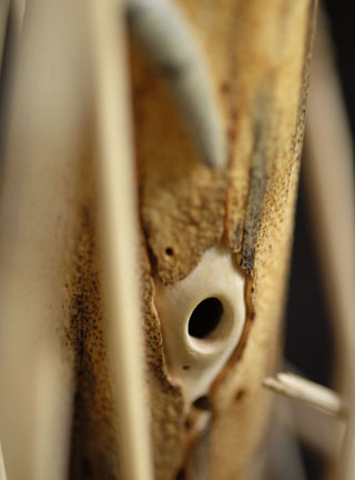 Snake, Schlange, Toad, Kröte, Cornel, Schneider, Boxwood, Buchsbaum, jpeg, jpg, scuplture, Schnitzerei, Carving, okimono