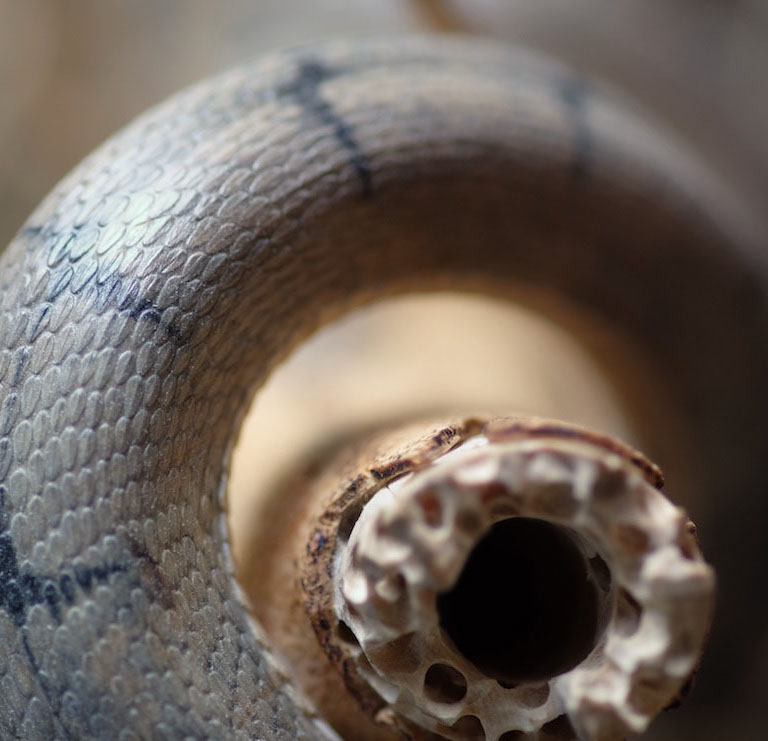 Snake, Schlange, Toad, Kröte, Cornel, Schneider, Boxwood, Buchsbaum, jpeg, jpg, scuplture, Schnitzerei, Carving, okimono