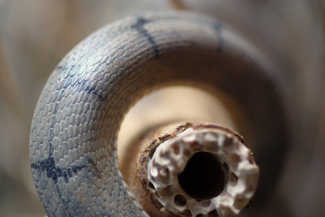 Snake, Schlange, Toad, Kröte, Cornel, Schneider, Boxwood, Buchsbaum, jpeg, jpg, scuplture, Schnitzerei, Carving, okimono