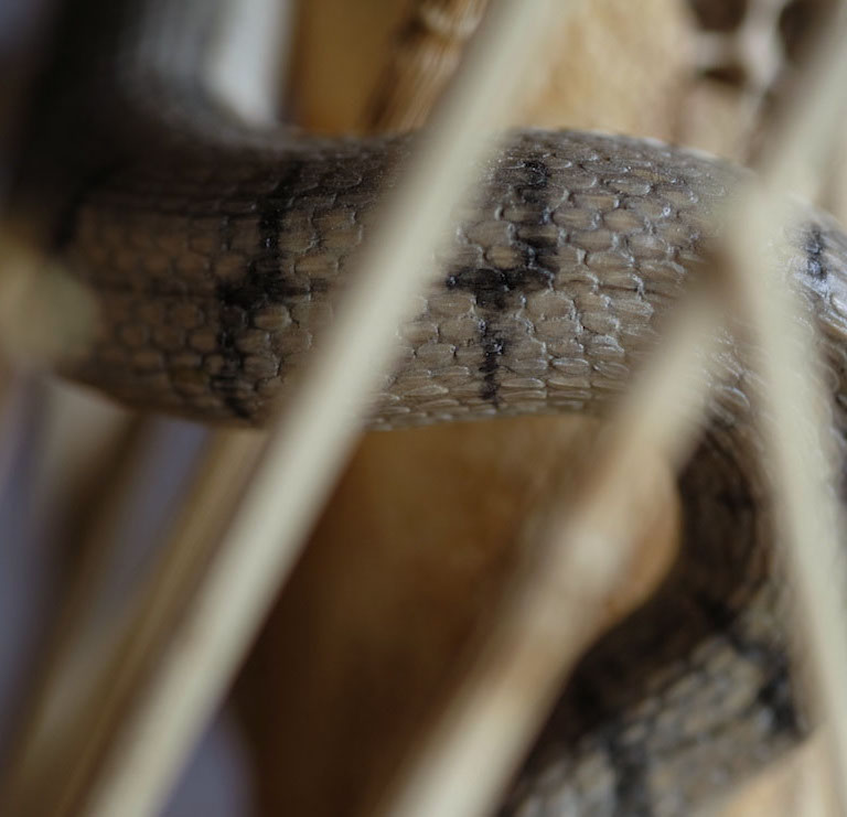 Snake, Schlange, Toad, Kröte, Cornel, Schneider, Boxwood, Buchsbaum, jpeg, jpg, scuplture, Schnitzerei, Carving, okimono