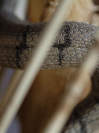 Snake, Schlange, Toad, Kröte, Cornel, Schneider, Boxwood, Buchsbaum, jpeg, jpg, scuplture, Schnitzerei, Carving, okimono