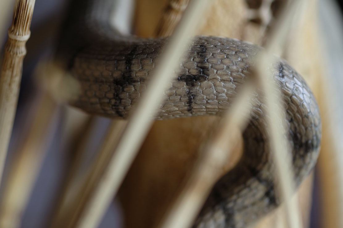 Snake, Schlange, Toad, Kröte, Cornel, Schneider, Boxwood, Buchsbaum, jpeg, jpg, scuplture, Schnitzerei, Carving, okimono