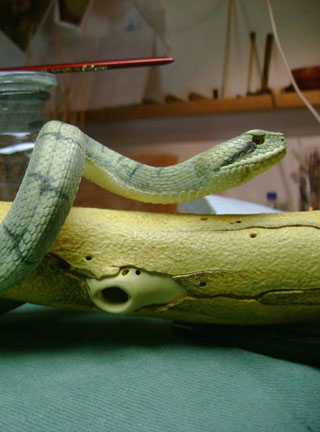 Snake, Schlange, Toad, Kröte, Cornel, Schneider, Boxwood, Buchsbaum, jpeg, jpg, scuplture, Schnitzerei, Carving, okimono