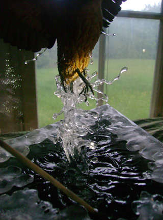 Eisvogel, Kingfisher, Watersplash, Hunting, Fish, Cornel, Schneider, Boxwood, Buchsbaum, jpeg, jpg, scuplture, Schnitzerei, Carving, okimono