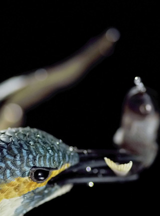 Eisvogel, Kingfisher, Watersplash, Hunting, Fish, Cornel, Schneider, Boxwood, Buchsbaum, jpeg, jpg, scuplture, Schnitzerei, Carving, okimono