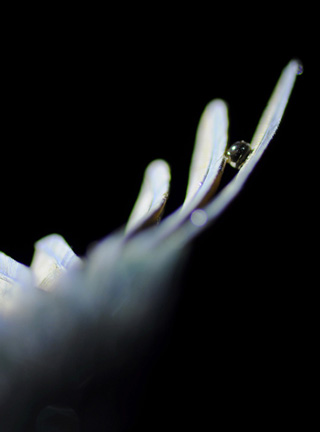 Eisvogel, Kingfisher, Watersplash, Hunting, Fish, Cornel, Schneider, Boxwood, Buchsbaum, jpeg, jpg, scuplture, Schnitzerei, Carving, okimono