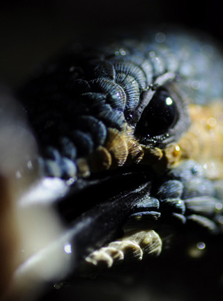 Eisvogel, Kingfisher, Watersplash, Hunting, Fish, Cornel, Schneider, Boxwood, Buchsbaum, jpeg, jpg, scuplture, Schnitzerei, Carving, okimono