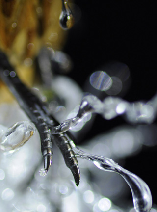 Eisvogel, Kingfisher, Watersplash, Hunting, Fish, Cornel, Schneider, Boxwood, Buchsbaum, jpeg, jpg, scuplture, Schnitzerei, Carving, okimono