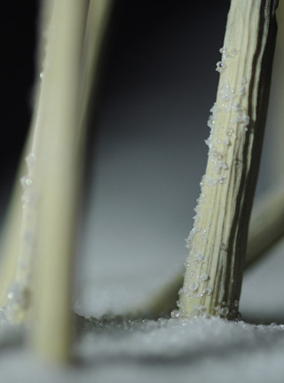 Eisvogel, Kingfisher, Watersplash, Hunting, Fish, Cornel, Schneider, Boxwood, Buchsbaum, jpeg, jpg, scuplture, Schnitzerei, Carving, okimono