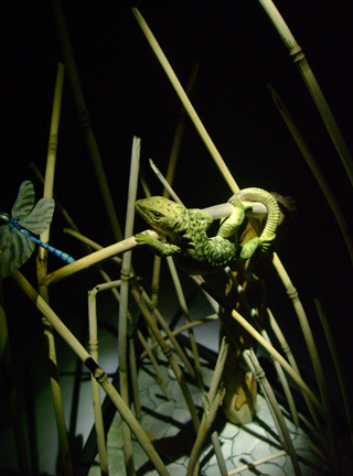 Catch me if you can,Libelle, Dragonfly, Eidechse, Lizard, Boxwood, Buchsbaum,  jpeg, jpg, scuplture, Schnitzerei, Carving, okimono