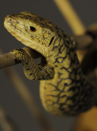 Catch me if you can,Libelle, Dragonfly, Eidechse, Lizard, Boxwood, Buchsbaum,  jpeg, jpg, scuplture, Schnitzerei, Carving, okimono