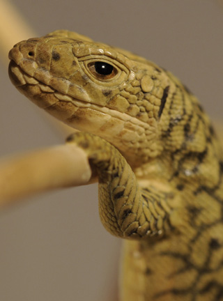 Catch me if you can,Libelle, Dragonfly, Eidechse, Lizard, Boxwood, Buchsbaum,  jpeg, jpg, scuplture, Schnitzerei, Carving, okimono