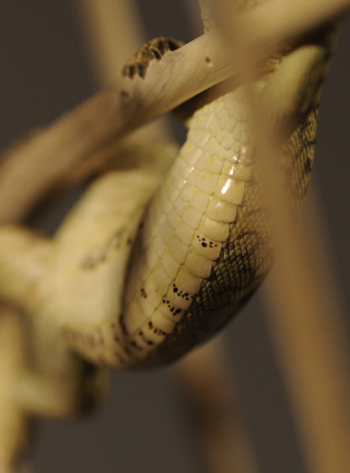 Catch me if you can,Libelle, Dragonfly, Eidechse, Lizard, Boxwood, Buchsbaum,  jpeg, jpg, scuplture, Schnitzerei, Carving, okimono