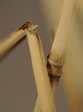 Catch me if you can,Libelle, Dragonfly, Eidechse, Lizard, Boxwood, Buchsbaum,  jpeg, jpg, scuplture, Schnitzerei, Carving, okimono