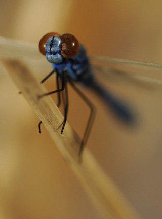 Catch me if you can,Libelle, Dragonfly, Eidechse, Lizard, Boxwood, Buchsbaum,  jpeg, jpg, scuplture, Schnitzerei, Carving, okimono