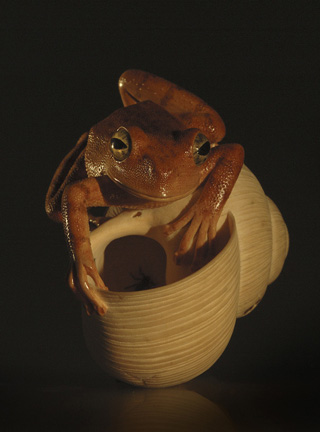 frog on snailhouse, Frosch, Schneckenhaus, Acrylglas,Cornel, Schneider, Boxwood, Buchsbaum,  jpeg, jpg, scuplture, Schnitzerei, Carving, netsuke