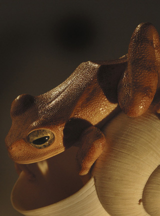 frog on snailhouse, Frosch, Schneckenhaus, Acrylglas,Cornel, Schneider, Boxwood, Buchsbaum,  jpeg, jpg, scuplture, Schnitzerei, Carving, netsuke